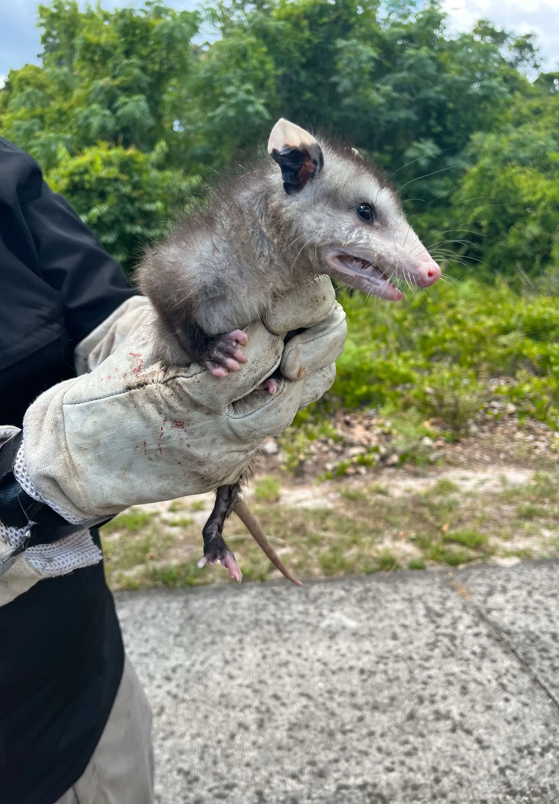 pest Control professional holding a possum