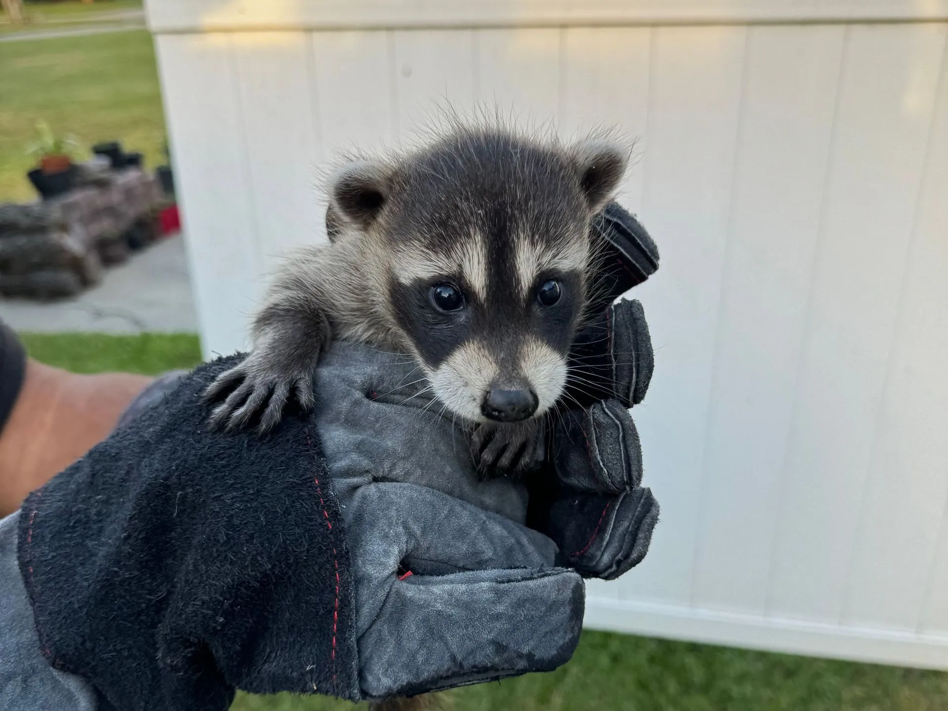 Wildlife expert from Zappers holding a safely captured raccoon