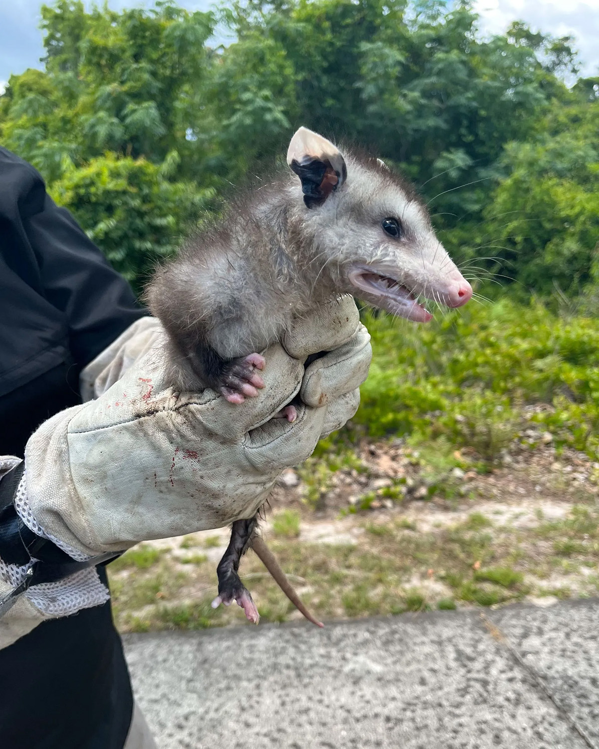 Zappers applying pest control treatment