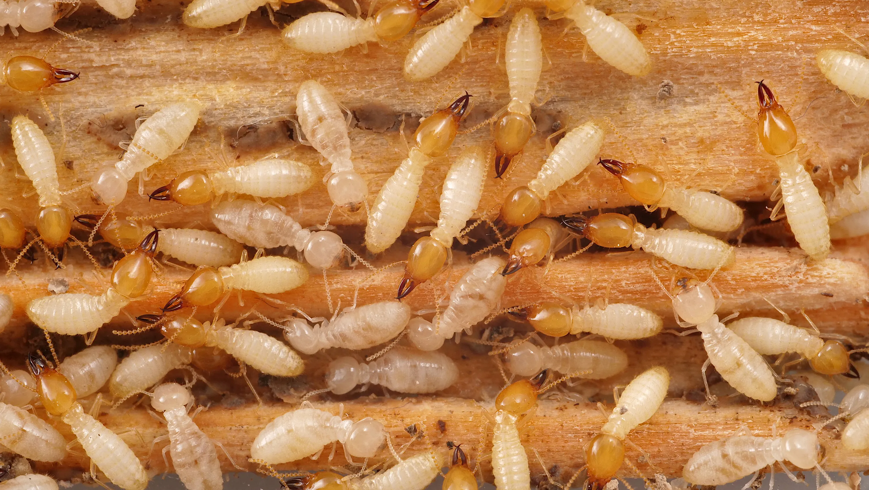 Termite Control