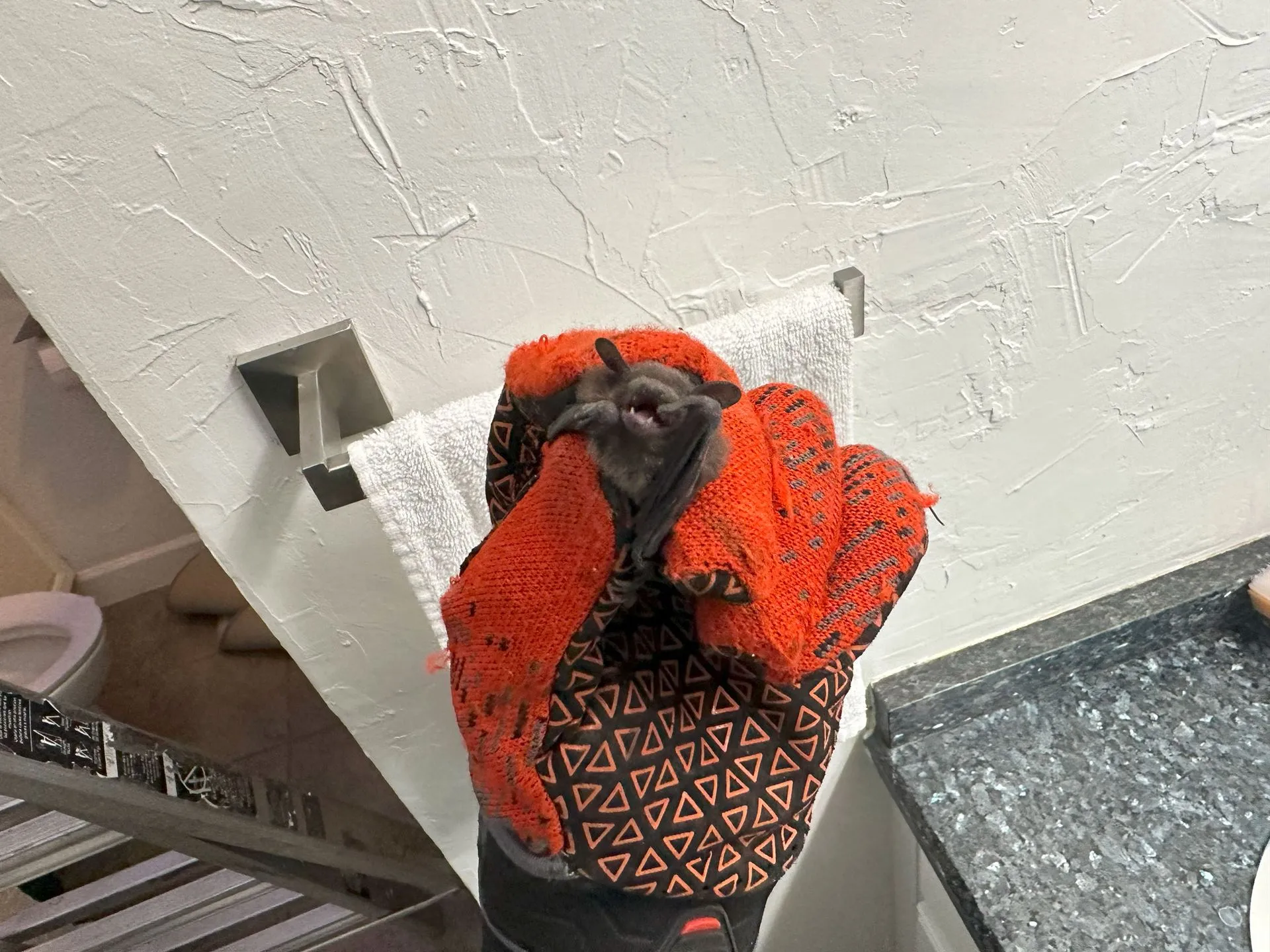 Bat being safely removed from a home